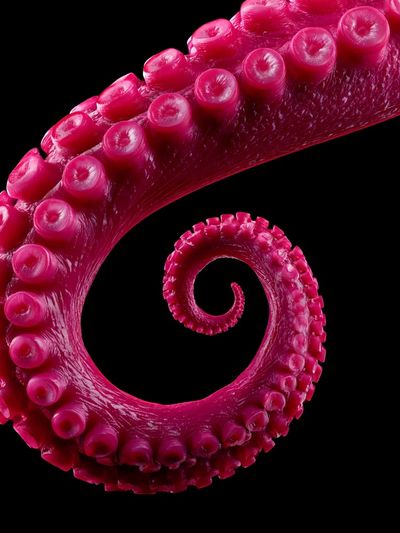 Magenta Octopus Tentacle Abstract Print. poster print