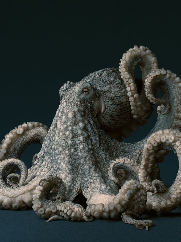 Octopus Portrait Illustration Poster. poster — animals art