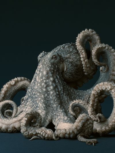 Octopus Portrait Illustration Poster. poster