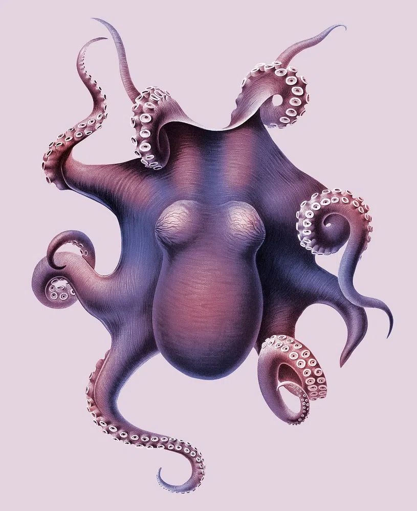 Octopus Illustration Poster. poster — illustration art