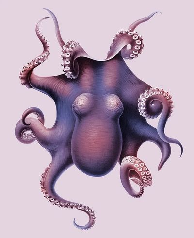 Octopus Illustration Poster. poster
