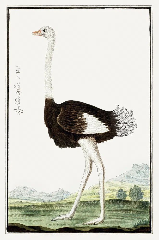 Ostrich Illustration Poster. poster detail