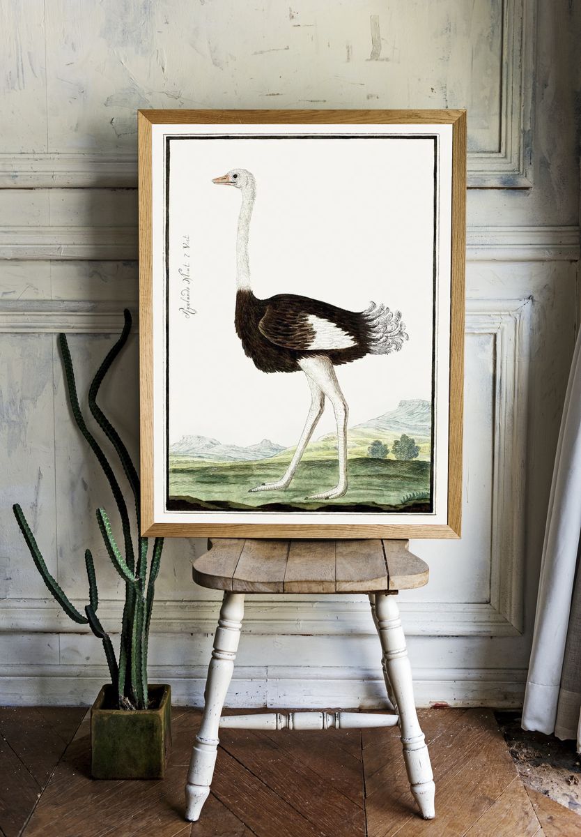 Ostrich Illustration Poster room preview