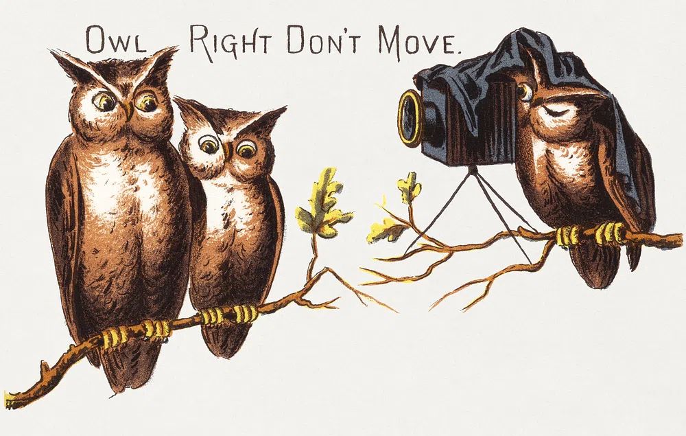 Owl Photography — Funny Print. poster — animals art