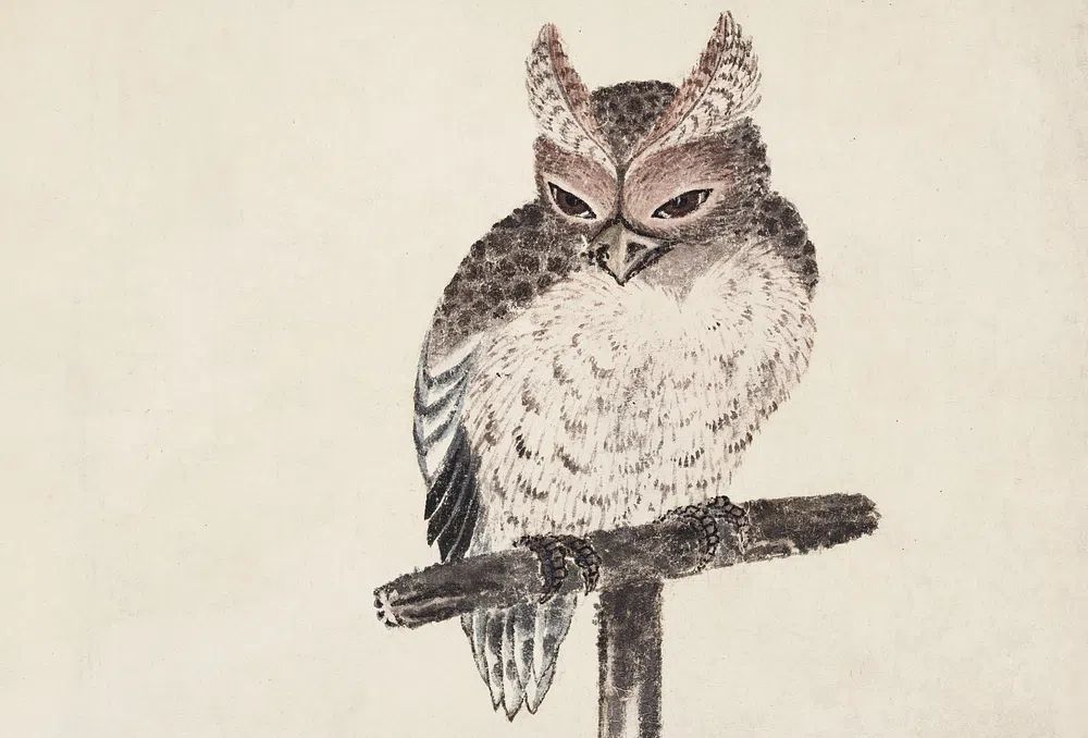 Owl on a Branch — Vintage Print. poster detail