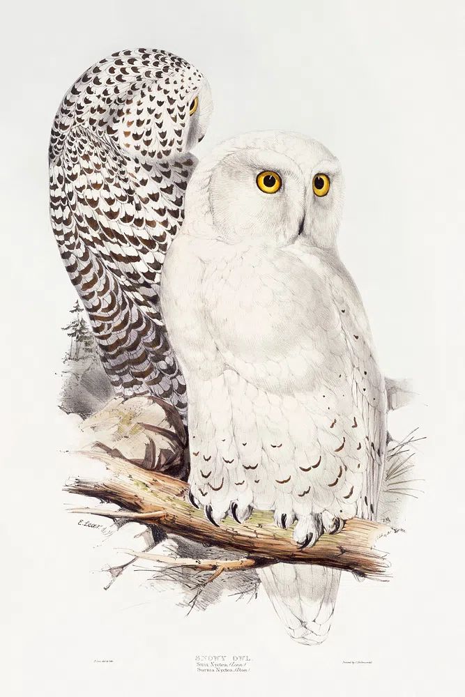 Snowy Owl (1832–1837) print high. poster — animals art