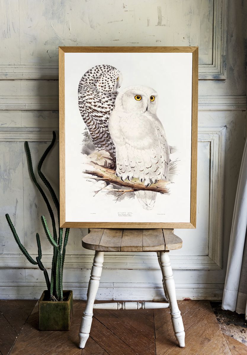 Snowy Owl (1832–1837) print high room preview