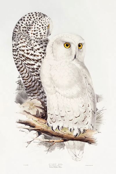 Snowy Owl (1832–1837) print high. poster