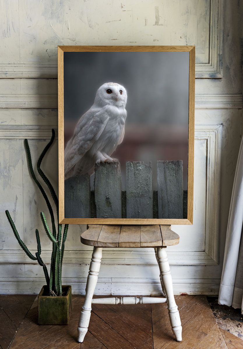 Snowy Owl on Fence — Photography Print room preview