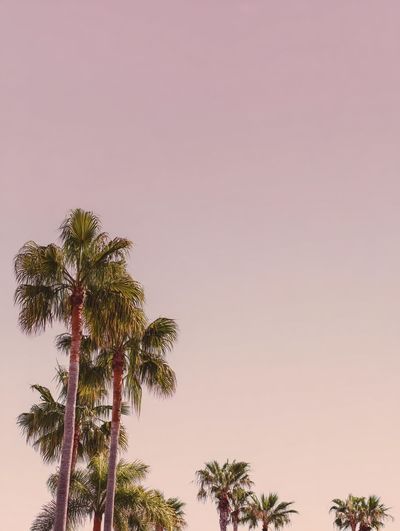 Palm Trees at Sunset Photography Poster. poster print