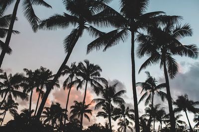 Palm trees. poster print