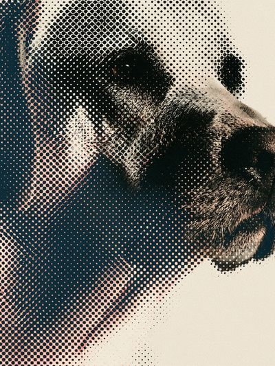 Panda Halftone Portrait Poster. poster