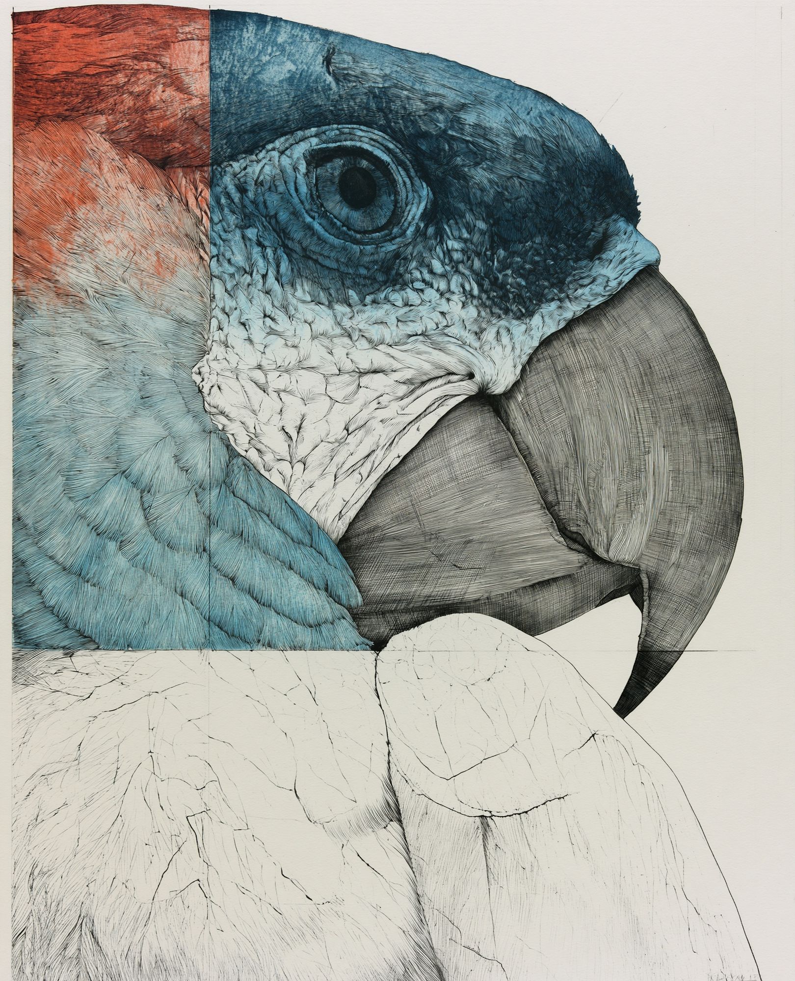Parrot Portrait Illustration Poster. poster — animals art