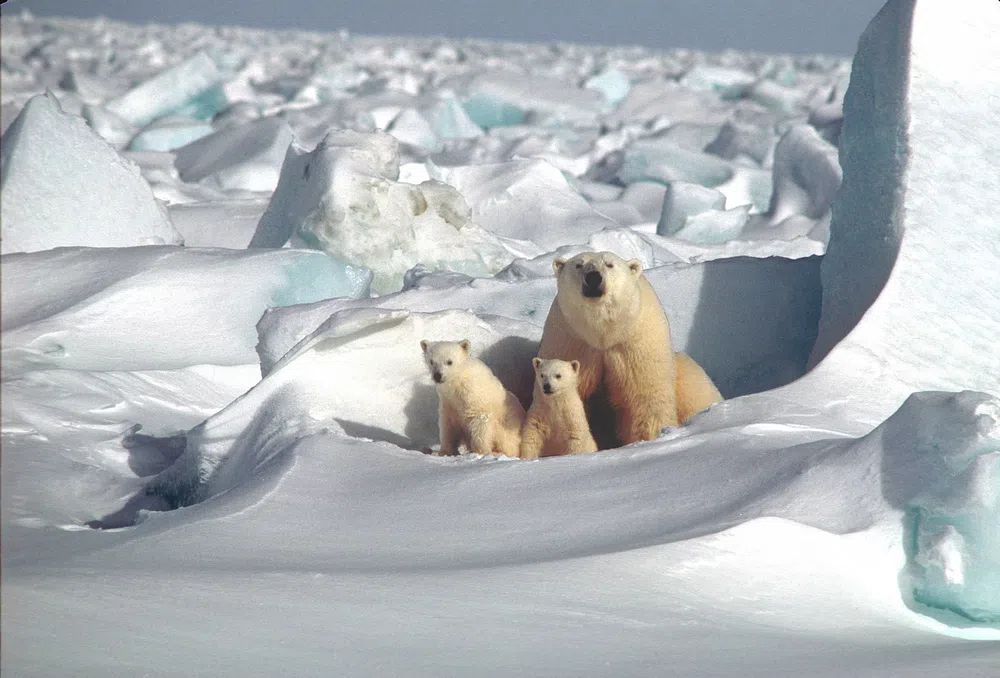 Polar Bears in Snowy Landscape Poster. poster detail