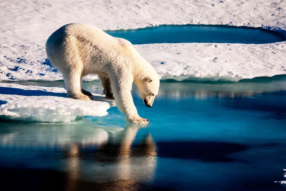 Polar bear Arctic. Original NASA. poster detail
