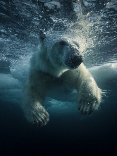 Polar Bear Underwater Photography Poster. poster