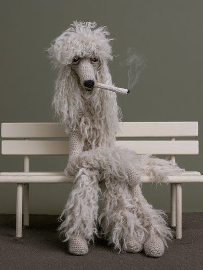 Poodle on Bench Photography Poster. poster