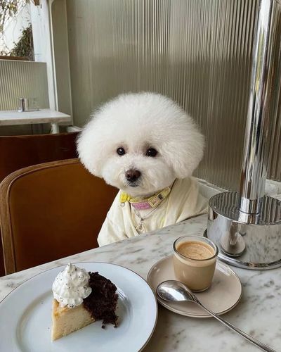 Fluffy White Poodle Café Poster. poster