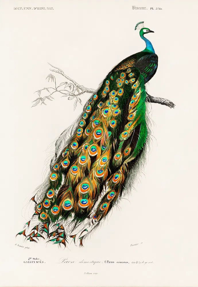 Peacock Illustration Poster. poster detail