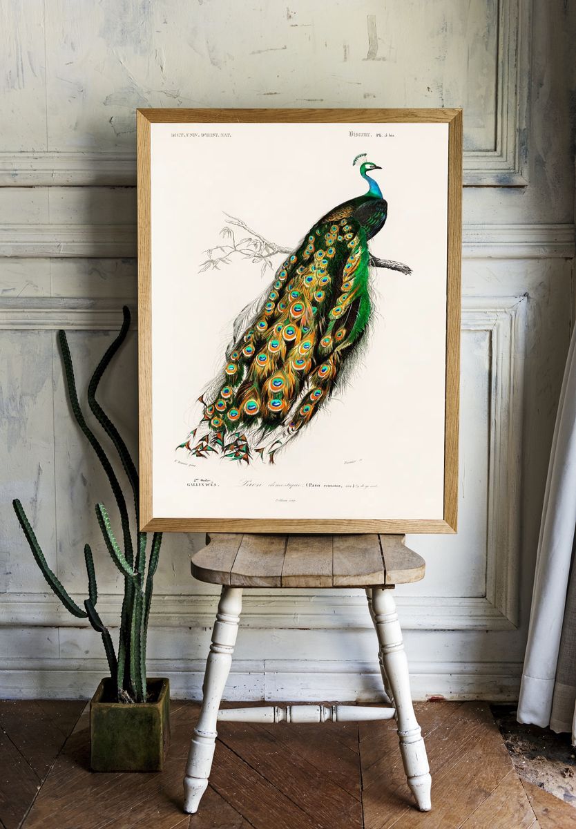 Peacock Illustration Poster. room preview