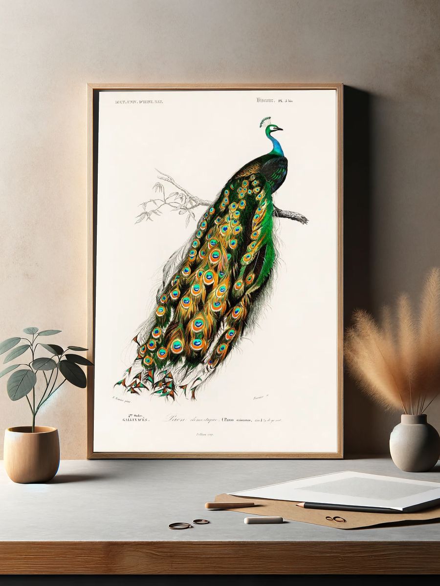 Peacock Illustration Poster. — room view 2