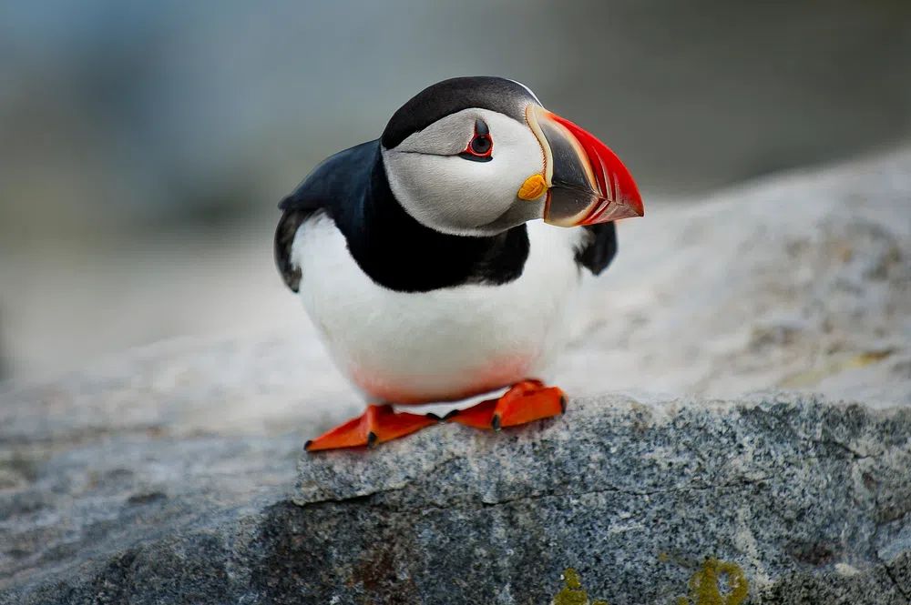 Puffin Bird Photography Poster. poster detail