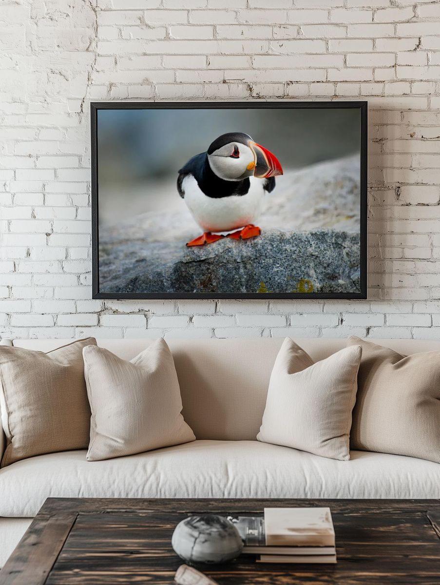 Puffin Bird Photography Poster. room preview