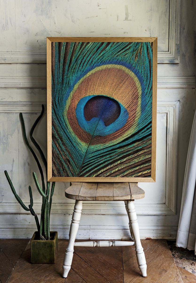 Peacock Feather Close-Up Print. — room view 1