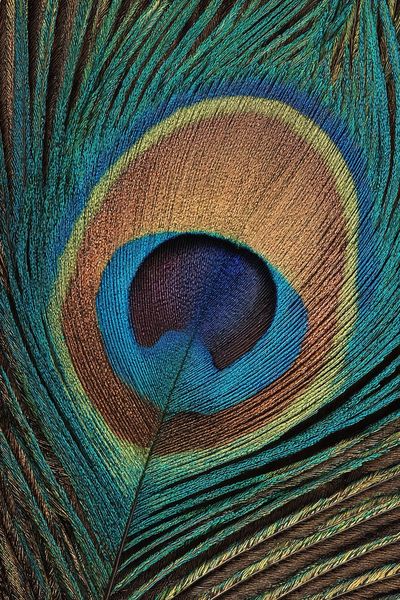 Peacock Feather Close-Up Print. poster print