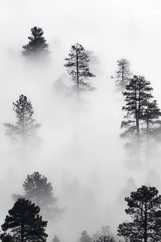 iPhone wallpaper winter landscape background. poster — photography art
