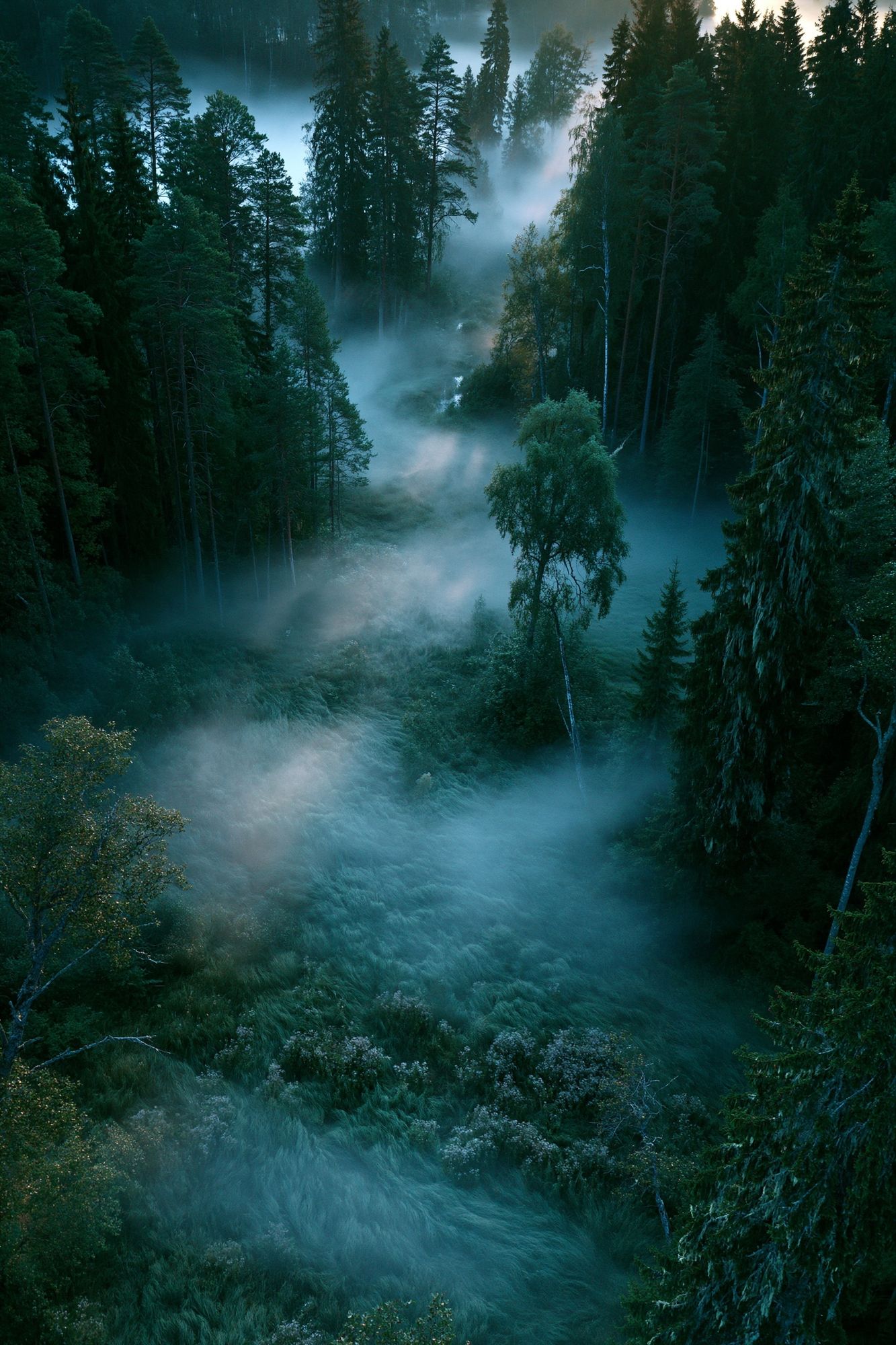 Misty Pine Forest Sunrise Poster. poster detail