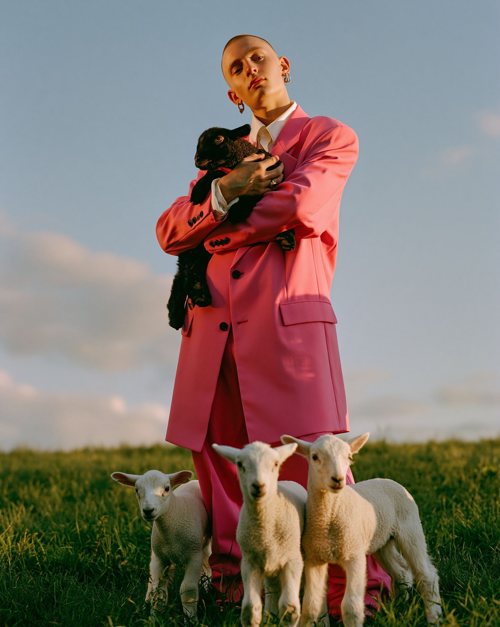 Pink Suit with Lambs Photography Poster. poster detail