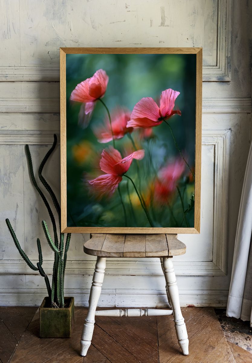Pink Poppy Flowers — Photography Print. — room view 1