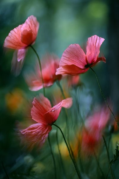 Pink Poppy Flowers — Photography Print. poster print