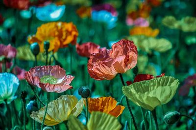 Colorful blooming poppies field. Original. poster