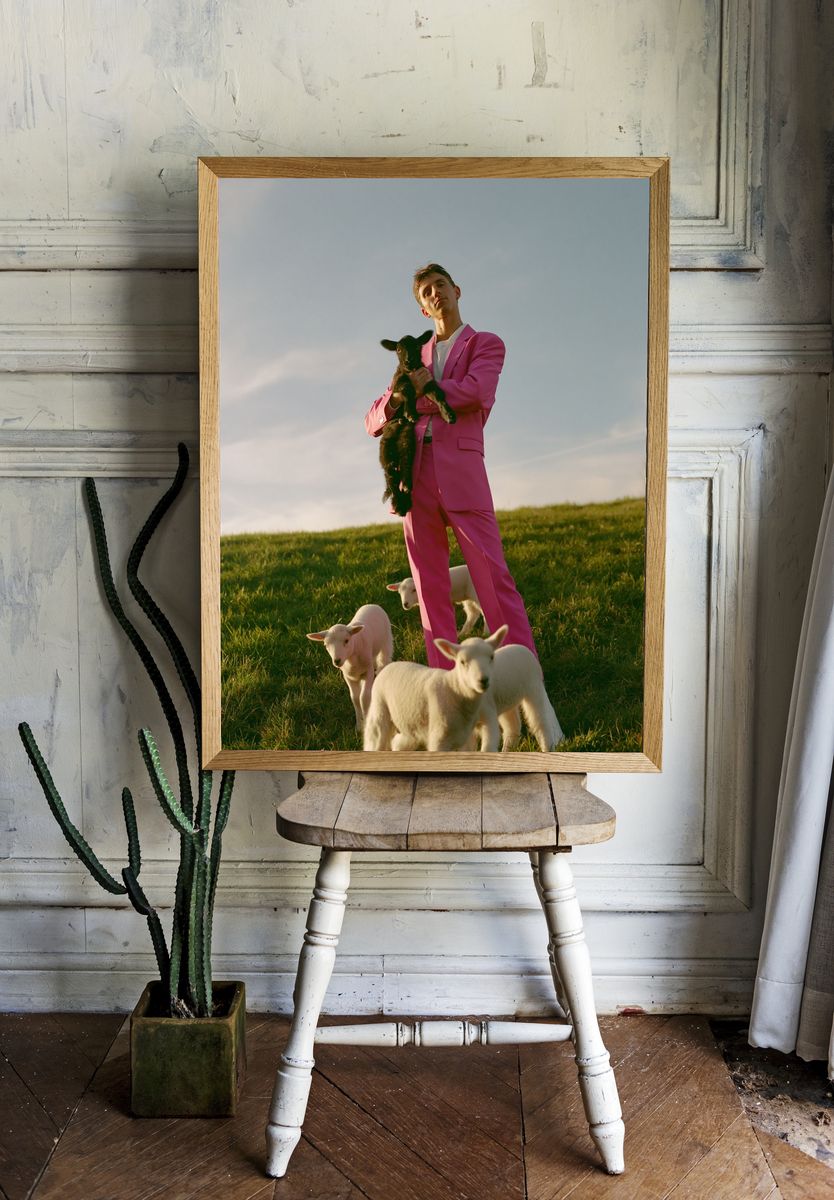 Pink Suit with Lambs Photography Poster. room preview