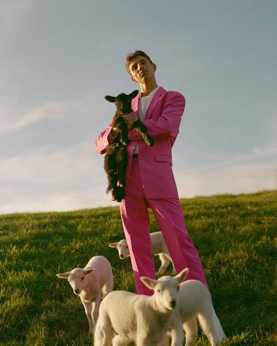 Pink Suit with Lambs Photography Poster. poster print