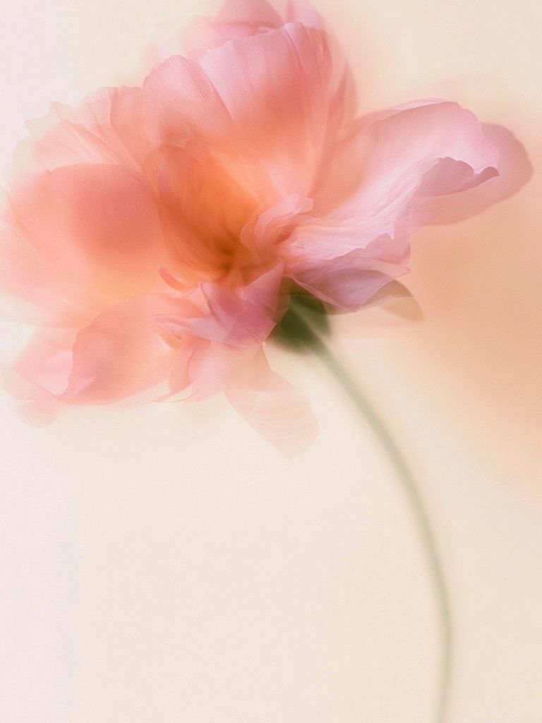 Soft Pink Blossom Photography Poster. poster — photography art