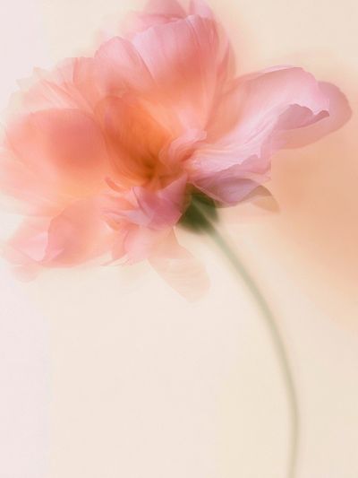 Soft Pink Blossom Photography Poster. poster