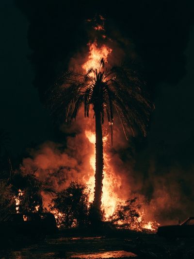 Palm Tree Fire Night Photography Poster. poster