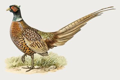 Colorful Pheasant Illustration Poster.