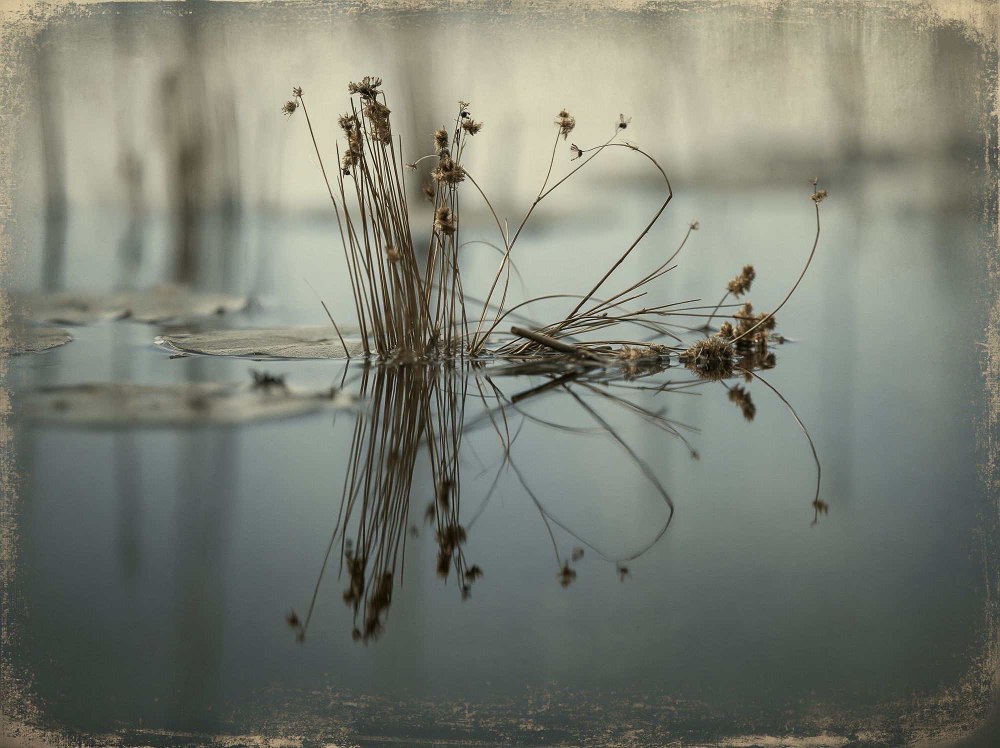 Reeds on Still Water Photography Poster. poster — photography art