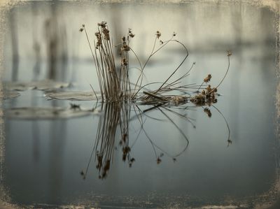 Reeds on Still Water Photography Poster.