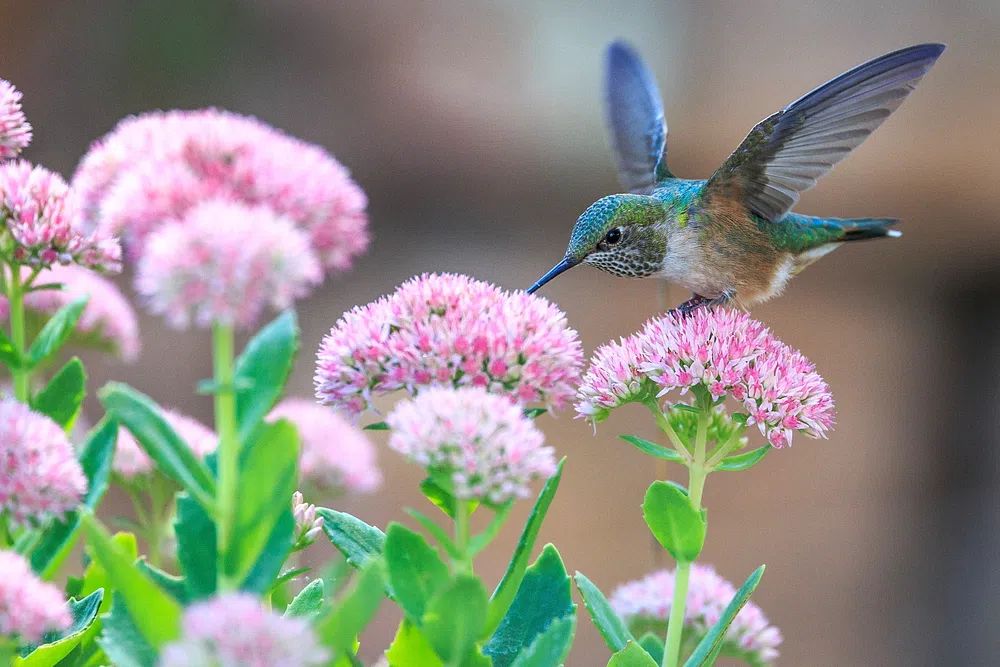 Hummingbird feeding flower. poster — photography art