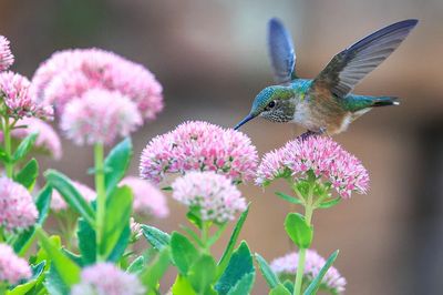Hummingbird feeding flower. poster print
