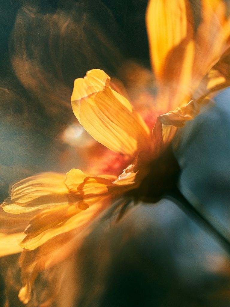 Golden Flower Bloom Photography Poster. poster — photography art