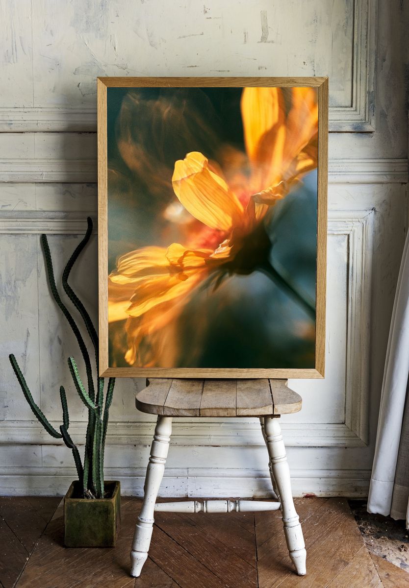 Golden Flower Bloom Photography Poster. — room view 1