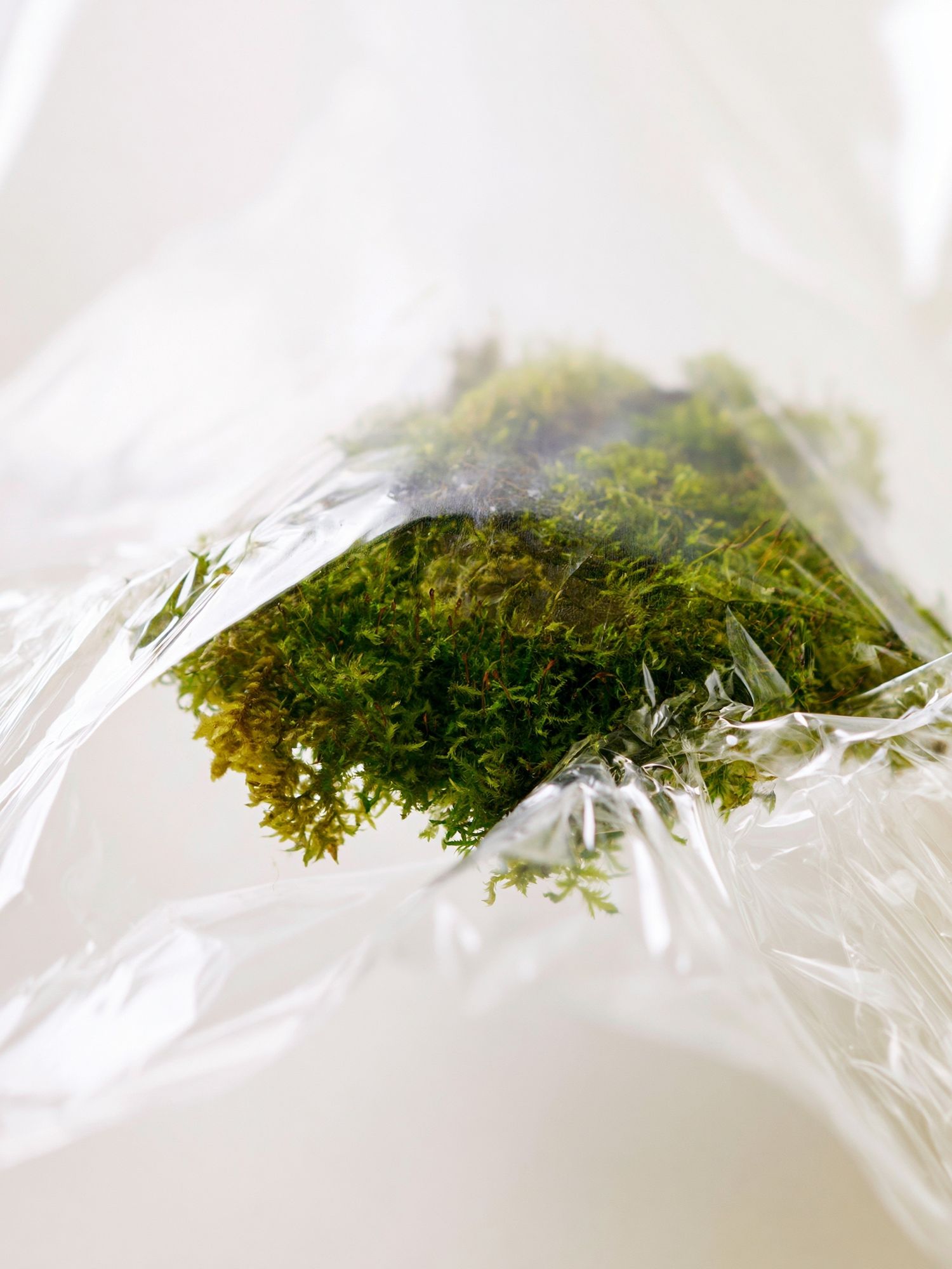 Moss in Plastic Wrap Photography Poster. poster — photography art
