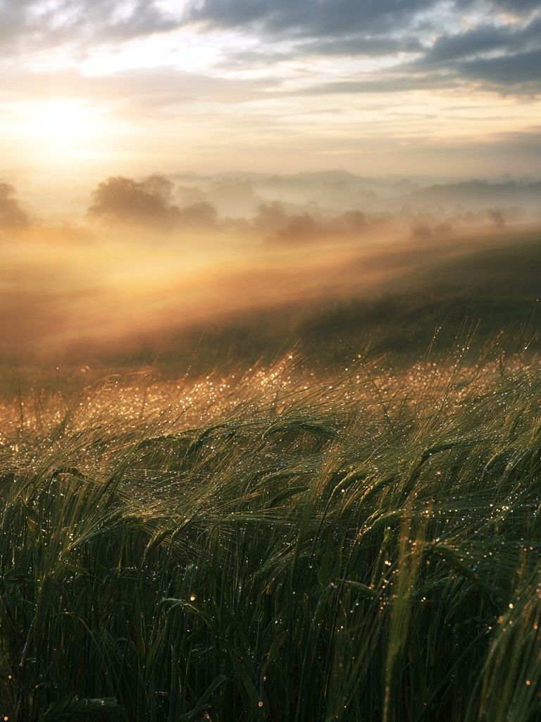 Misty Sunrise Meadow Photography Poster. poster detail
