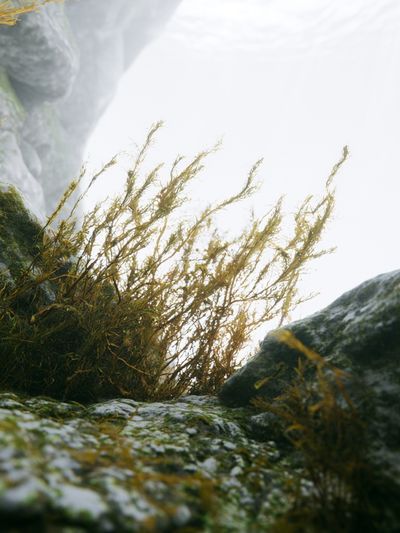 Misty Coastal Rocks Photography Poster. poster